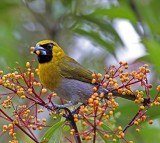 Black-faced Grosbeak_8184.jpg