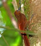 Northern Barred Woodcreeper_7988.jpg