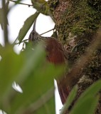 Streak-headed Woodcreeper_8195.jpg