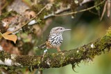 Band-backed Wren_8309.jpg