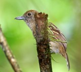 Black-crowned Antshrike - female_8480.jpg