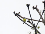 Black-headed Tody-Flycatcher_8369.jpg