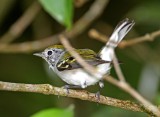 Chestnut-sided Warbler - female_8639.jpg