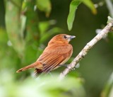 Cinnamon Becard_8351.jpg