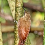 Cocoa Woodcreeper_8809.jpg