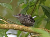 Fasciated Antshrike - male_8911.jpg