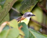 Grey-capped Flycatcher_8924.jpg