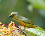 Olive-backed Euphonia - male_8642.jpg