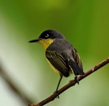 Common Tody-Flycatcher_9718.jpg