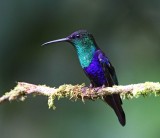 Crowned Woodnymph - male_9723.jpg