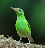 Green Honeycreeper - female_0520.jpg