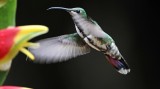 Green-breasted Mango - female_0186.jpg