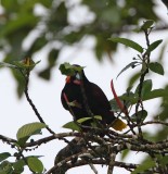 Montezuma Oropendola_9025.jpg