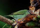 Red-legged Honeycreeper - female_0814.jpg