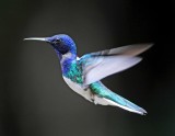 White-necked Jacobin_0267.jpg