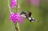 Green Thorntail - female_1287.jpg