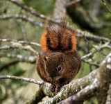 Red-tailed Squirrel_2064.jpg