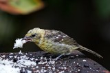 Flame-colored Tanager - female_2003.jpg