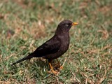 Sooty Thrush_2015.jpg