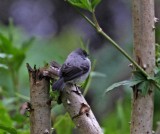 Torrent Tyrannulet_2147.jpg