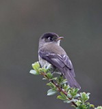 Black-capped Flycatcher_2853.jpg