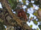 Costa Rican Pygmy-Owl_2899.jpg