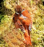 Ruddy Treerunner_2641.jpg