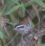 Timberline Wren_2821.jpg