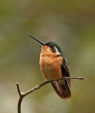 White-throated Mountain-gem - female_2817.jpg