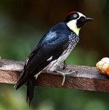 Acorn Woodpecker - male_3305.jpg