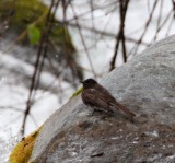 Black Phoebe_3418.jpg