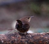 Southern House Wren_3393.jpg