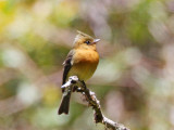 Northern Tufted Flycatcher_3212.jpg