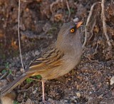 Volcano Junco_3078.jpg