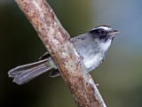 Black-cheeked Warbler_3700.jpg
