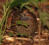 Spotted Wood-Quail_3524.jpg