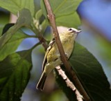 Yellow-winged Vireo_3720.jpg