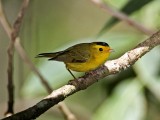 Wilsons Warbler - male_3735.jpg