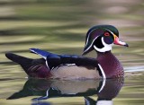 Wood Duck - male breeding_1803.jpg