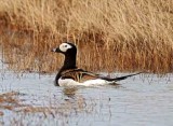 Long-tailed Duck - spring male_4699.jpg