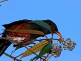 La Selle Thrush_1995.jpg