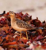 Buff-breasted Sandpiper - juvenile_4453.jpg