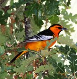 Bullocks Oriole - male_0317.jpg