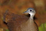 Great Tinamou_7963.jpg