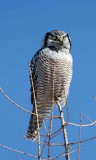 Northern Hawk Owl_2777.jpg