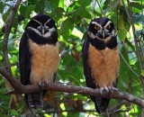 Spectacled Owl - pair_9875.jpg
