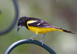 Scotts Oriole - male_1517.jpg