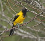 Audubons Oriole_5597.jpg