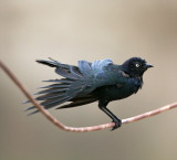 Brewers Blackbird - male_9429.jpg