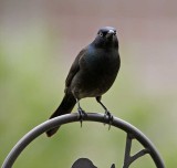 Common Grackle_3813.jpg